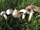 Agaricus californicus image