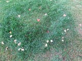 Marasmius oreades image