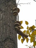 Hemipholiota populnea image