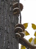 Hemipholiota populnea image