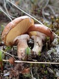 Suillus luteus image