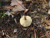 Clitocybe squamulosa image