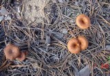 Clitocybe squamulosa image
