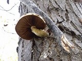Hemipholiota populnea image