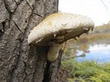 Hemipholiota populnea image