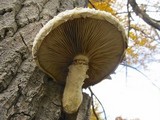 Hemipholiota populnea image