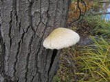 Hemipholiota populnea image