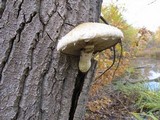 Hemipholiota populnea image