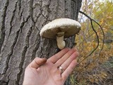 Hemipholiota populnea image