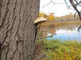 Hemipholiota populnea image