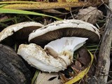 Hemipholiota populnea image