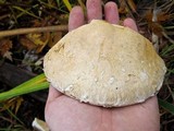 Hemipholiota populnea image