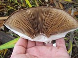 Hemipholiota populnea image