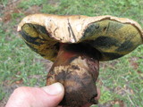 Caloboletus rubripes image