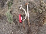 Battarrea phalloides image