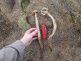 Battarrea phalloides image