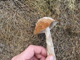 Battarrea phalloides image