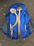 Battarrea phalloides image