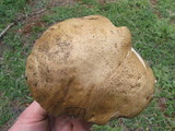 Caloboletus rubripes image