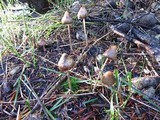 Psilocybe semilanceata image