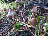Psilocybe semilanceata image