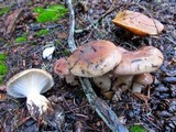 Gomphidius smithii image