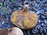 Gomphidius smithii image