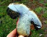 Caloboletus rubripes image