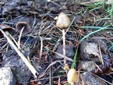 Psilocybe pelliculosa image