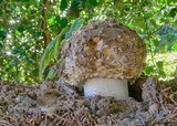 Amanita muscaria var. formosa image
