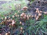 Psilocybe pelliculosa image
