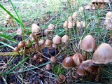 Psilocybe pelliculosa image