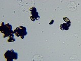 Psilocybe pelliculosa image