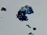 Psilocybe pelliculosa image