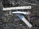 Amanita sect. Vaginatae image