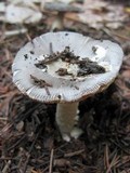 Amanita constricta image
