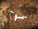 Amanita constricta image