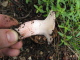 Hygrophorus purpurascens image