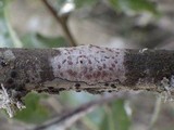 Arthonia elegans image