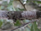 Arthonia elegans image