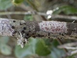 Arthonia elegans image