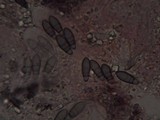 Arthonia elegans image