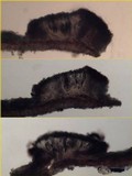 Arthonia elegans image