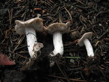 Tricholoma moseri image