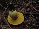 Boletus smithii image