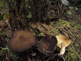 Lactarius fallax image