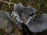 Albatrellus flettii image