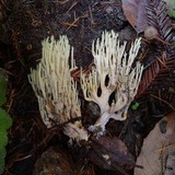 Ramaria stricta image