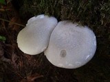 Pleurotus dryinus image