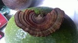 Microporus affinis image